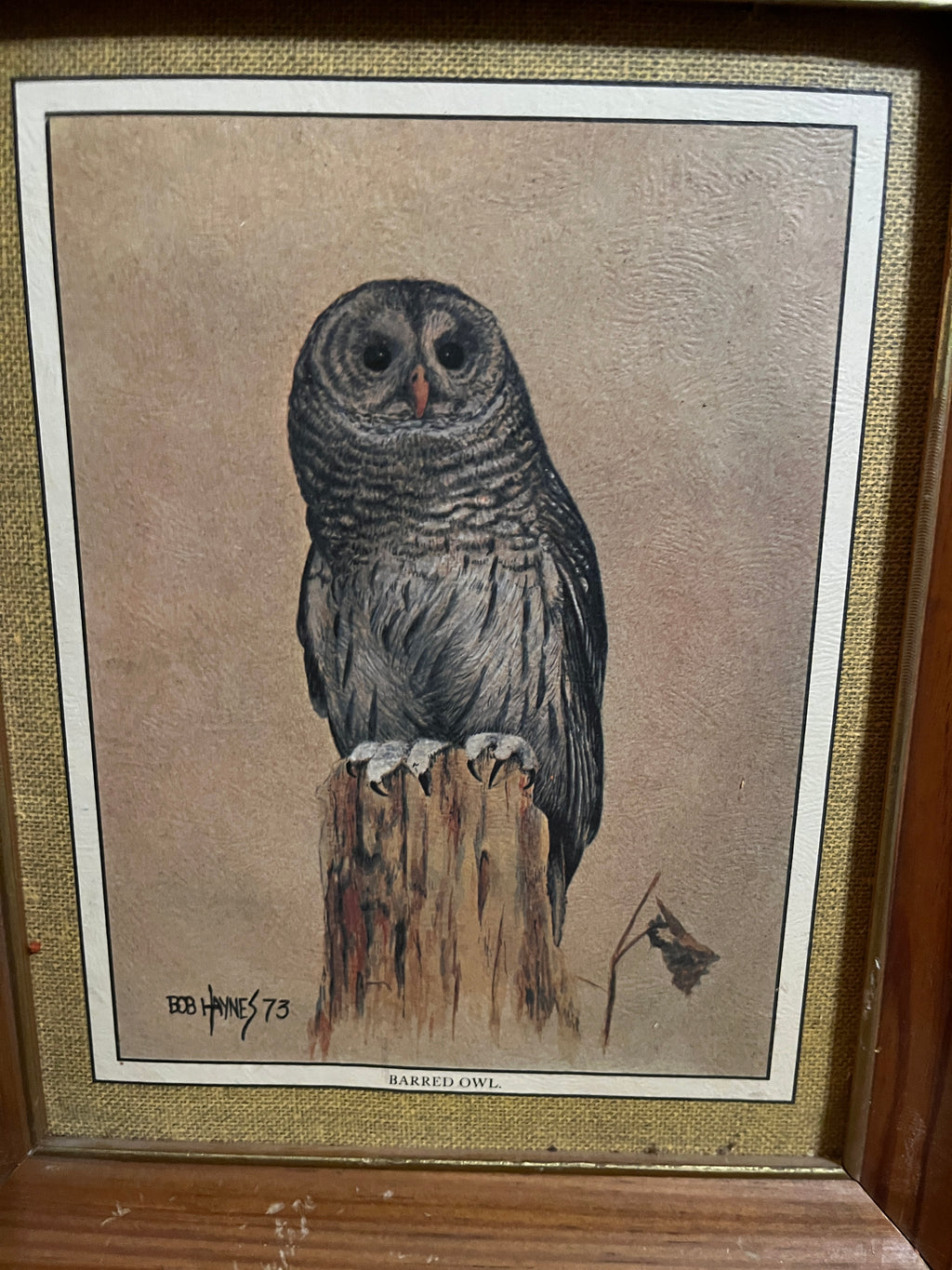 Vintage 1973 Bob Haynes Framed Barred Owl Lithograph Print 12x10 Burlap Mat Hills Tag pf