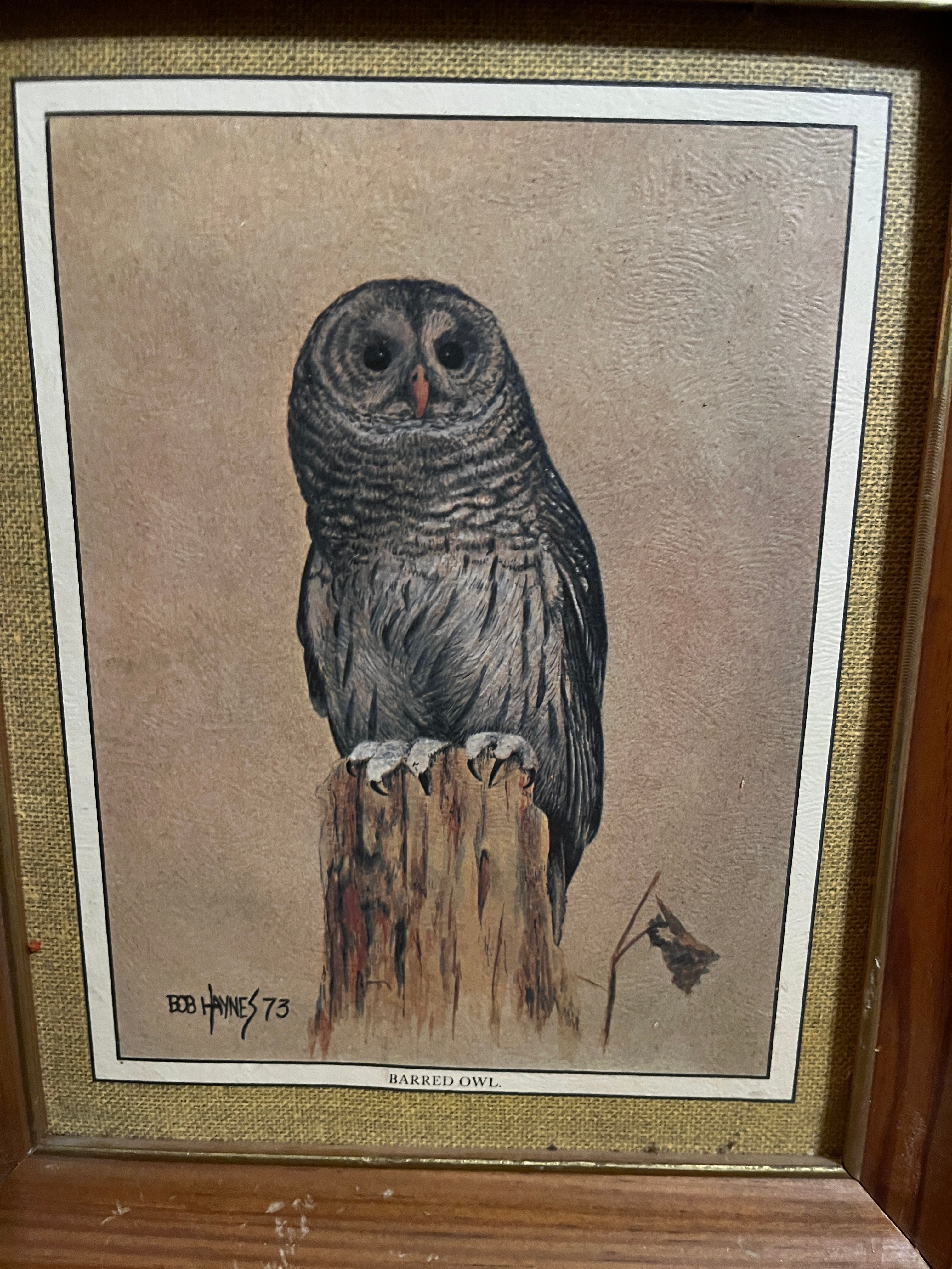 Vintage 1973 Bob Haynes Framed Barred Owl Lithograph Print 12x10 Burlap Mat Hills Tag pf